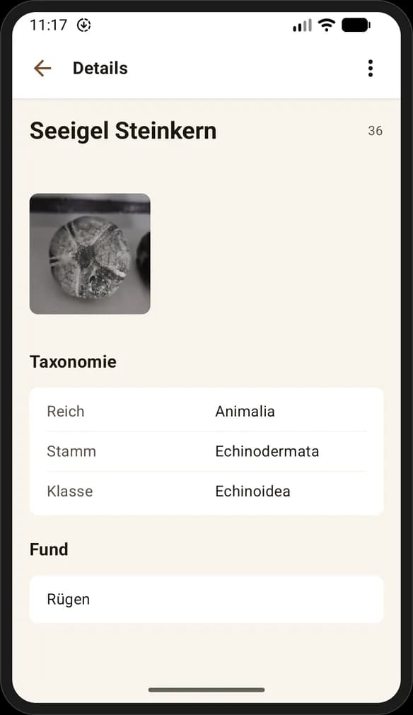 Detailansicht eines Seeigel-Steinkerns mit Taxonomie